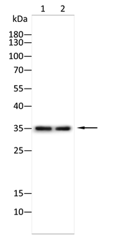 CCR8 Antibody