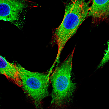 SFPQ Antibody