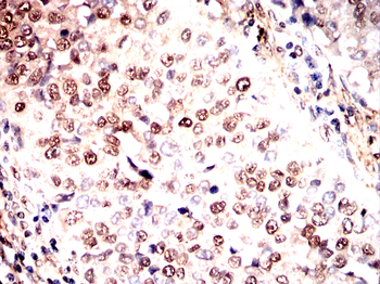 SFPQ Antibody