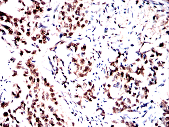 SFPQ Antibody