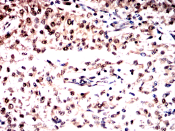 SFPQ Antibody