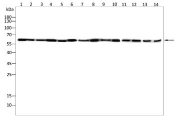 SFPQ Antibody