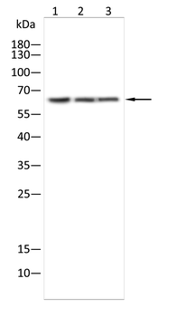 SFPQ Antibody
