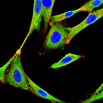 SFPQ Antibody