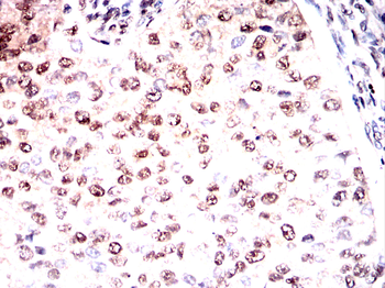 SFPQ Antibody