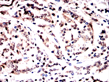 SFPQ Antibody