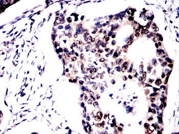 SFPQ Antibody