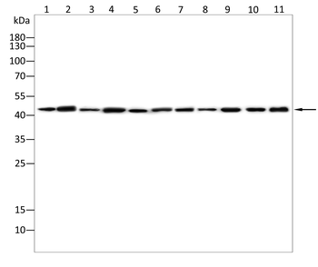 LEF1 Antibody