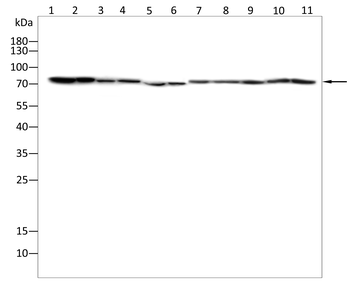 LEF1 Antibody