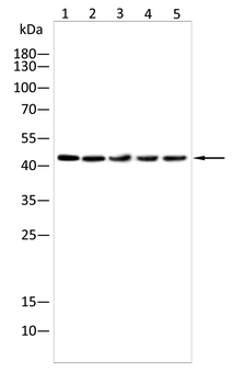 VSIG4 Antibody