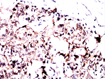 VSIG4 Antibody