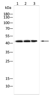 SOX17 Antibody