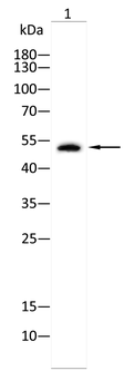 CNR1 Antibody