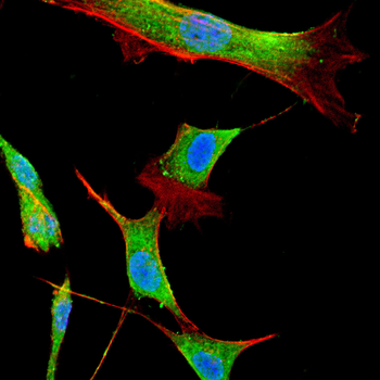 RXRA Antibody