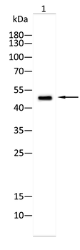 RXRA Antibody