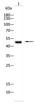 RXRA Antibody