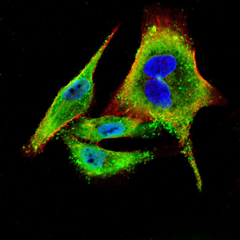 RXRA Antibody