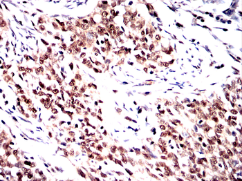 SP1 Antibody