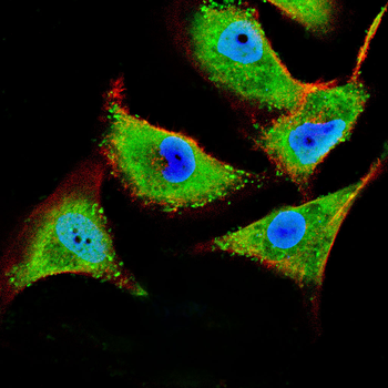 SP1 Antibody