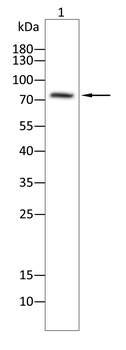 SP1 Antibody