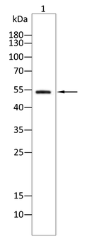 GCGR Antibody