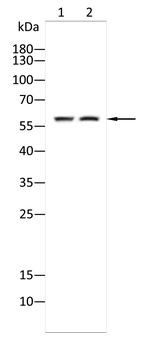 PTBP1 Antibody
