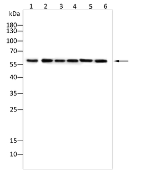 PTBP1 Antibody