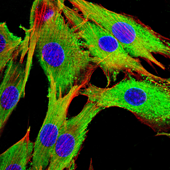 PTBP1 Antibody