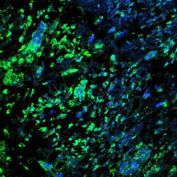 PTBP1 Antibody