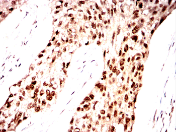 PTBP1 Antibody