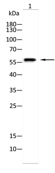 OLFM4 Antibody