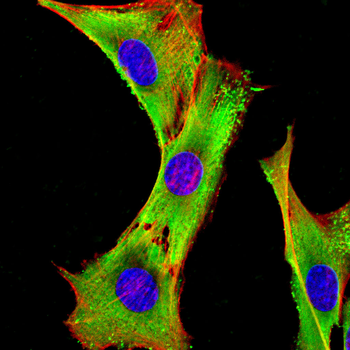 TNFRSF12A Antibody