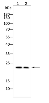 SNAP25 Antibody