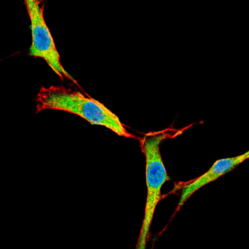 NCBP1 Antibody