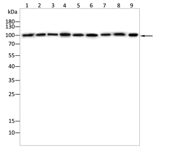 STIM1 Antibody