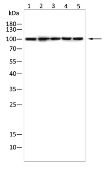 STIM1 Antibody
