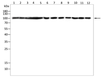 STIM1 Antibody