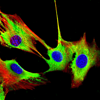 STIM1 Antibody