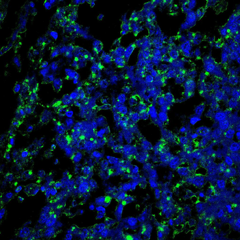 STIM1 Antibody