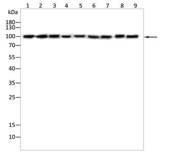 STIM1 Antibody
