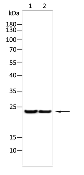 ARHGDIB Antibody