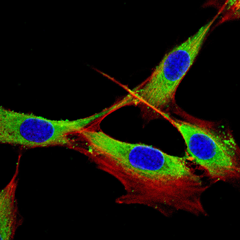 ARHGDIB Antibody