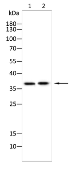 ARHGDIB Antibody