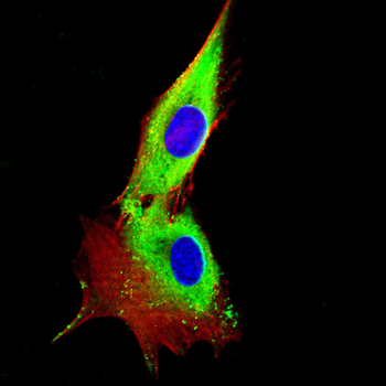 MT-CO1 Antibody