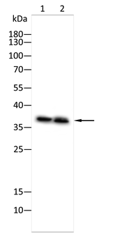 MT-CO1 Antibody