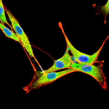 KDM1A Antibody