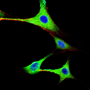 CASP7 Antibody