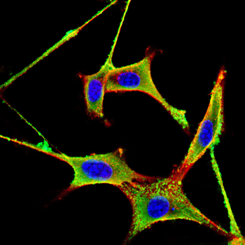 GLRA1 Antibody