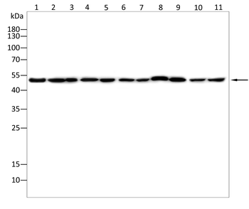 GLRA1 Antibody