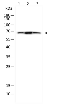 MSN Antibody